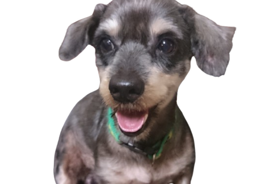 Thunder the Schnauzer